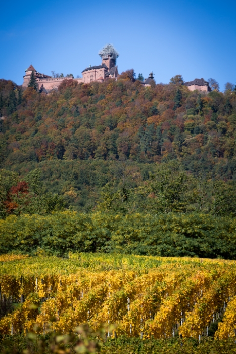 Haut-Koenigsbourg - 026